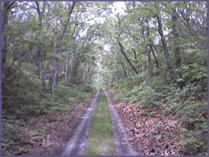 old art path through summer woods